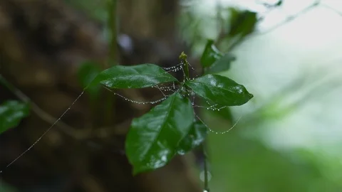 Plant With Spider Web And Dew Early In Morning Vídeo Stock 90379467