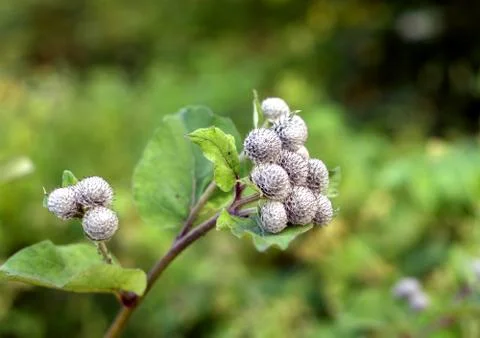 Plant with spines close-up. Stock Photos