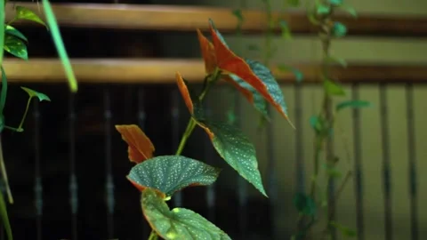 A Plant with spots on the leaves Stock Footage 236342678