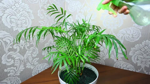 Plant Sprayed By Spray CloseUp Stock Footage 30139619