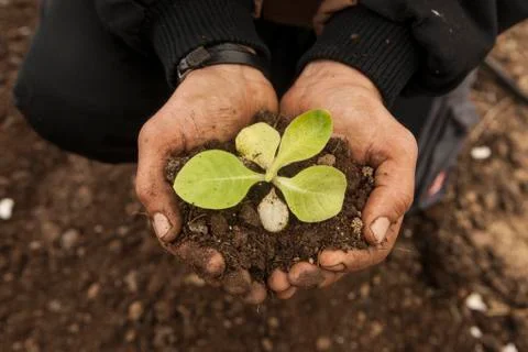 Plant Sprout and Soil in Farmer's Hands