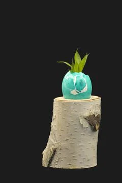 A plant sprout in a painted eggshell on a dark background Stock Photos