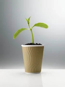 Plant sprouting in disposable coffee cup Stock Photos