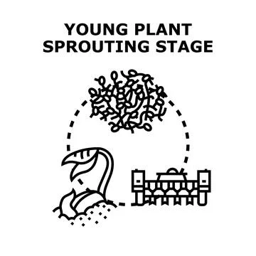 Plant sprouting process with seed germination and growing seedlings Stock Illustration