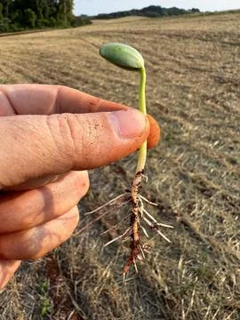 Plant sprouting from the soil Stock Photos
