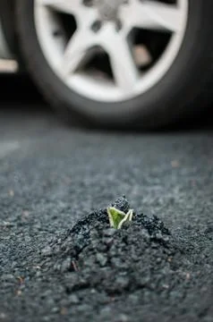 Plant sprouting through asphalt Stock Photos