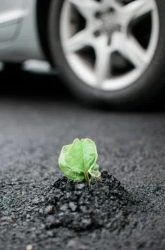 Plant sprouting through asphalt Stock Photos