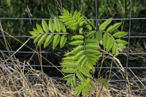 Plant sprouting through a trellis, the concept of life and the struggle for the Foto stock