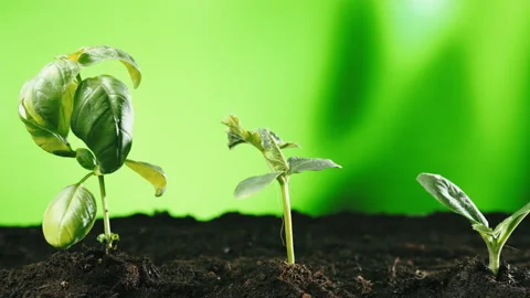 Plant Sprouts On A Green Background Video stock 238541059