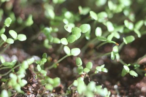 Plant sprouts macro Stock-Fotos