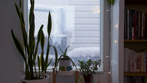 Plant stand and bookshelf by window in winter with snow Stock Footage 295920987