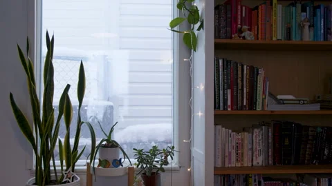 Plant stand and bookshelf by window in winter Stock Footage 295921425