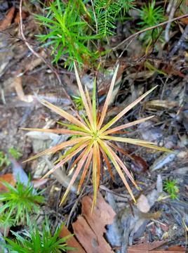 Plant Star Stock Photos