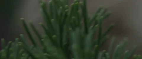 Plant to Statue Rack Focus Stock Footage 137050705