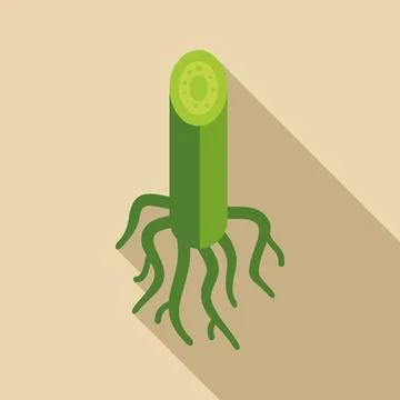 Plant stem and root system biology illustration Stock Illustration
