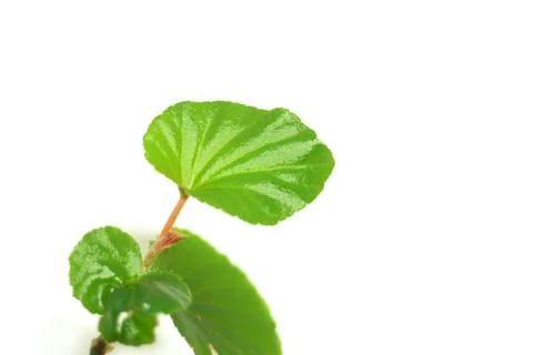Plant stem begonia.Angular begonia. Stock Photos