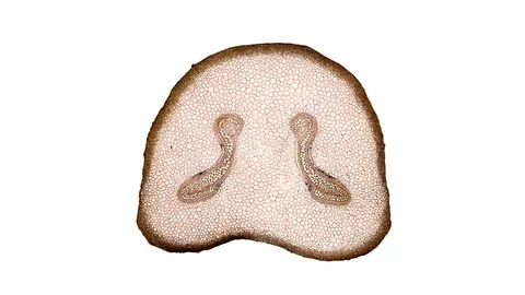 Plant stem - cross section cut microscope – microscopic cells botanic education Stock Footage 106147161