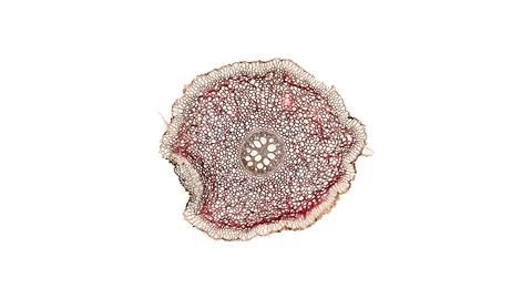 Plant stem - cross section cut microscope – microscopic cells botanic education Stock Footage 106164683