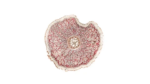 Plant stem - cross section cut microscope – microscopic cells botanic education Stock Footage 106167144