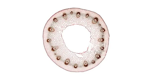 Plant stem - cross section cut microscope – microscopic cells botanic education Stock Footage 106189030