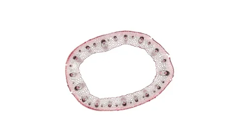 Plant stem - cross section cut microscope – microscopic cells botanic education Stock Footage 106196817