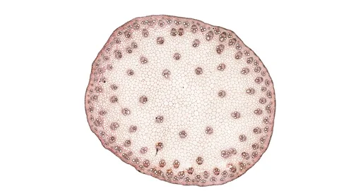 Plant stem - cross section cut microscope – microscopic cells botanic education Stock Footage 106208562