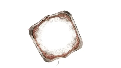 Plant stem - cross section cut microscope – microscopic cells botanic education Stock Footage 106217011