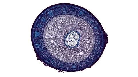 Plant stem - cross section cut microscope – microscopic cells botanic education Stock Footage 106223636