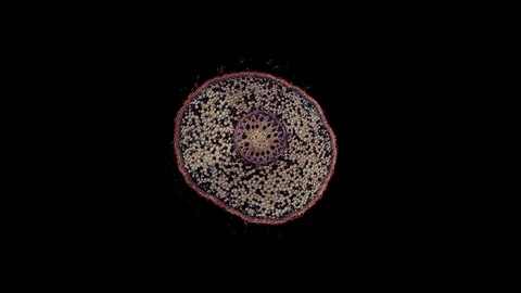 Plant stem - cross section cut microscope – microscopic cells botanic education Stock Footage 106226877