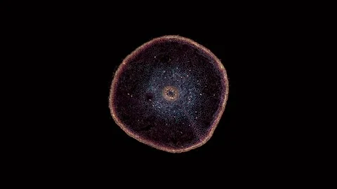 Plant stem - cross section cut microscope – microscopic cells botanic education Stock Footage 106232465