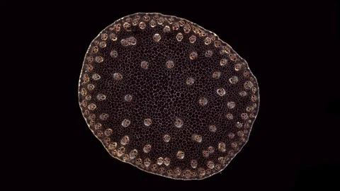 Plant stem - cross section cut microscope – microscopic cells botanic education Stock Footage 106234487