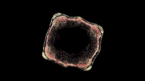 Plant stem - cross section cut microscope – microscopic cells botanic education Stock Footage 106236884