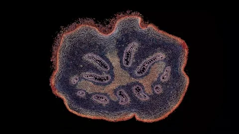 Plant stem - cross section cut microscope – microscopic cells botanic education Stock Footage 106242127