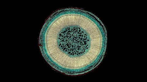 Plant stem - cross section cut microscope – microscopic cells botanic education Stock Footage 106249593