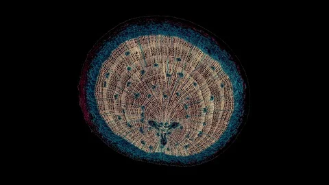 Plant stem - cross section cut microscope – microscopic cells botanic education Stock Footage 106251160