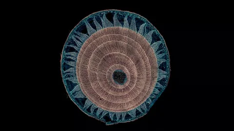 Plant stem - cross section cut microscope – microscopic cells botanic education Video stock 106257913