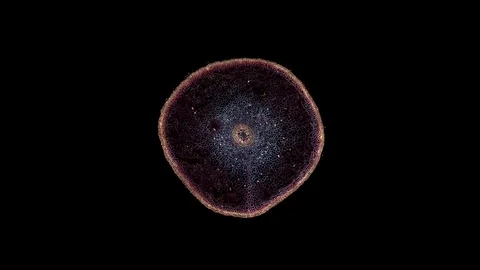 Plant stem - cross section cut microscope – microscopic cells botanic education Video stock 106259718