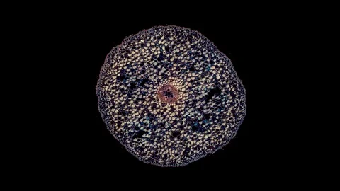Plant stem - cross section cut microscope – microscopic cells botanic education Stock Footage 106264776