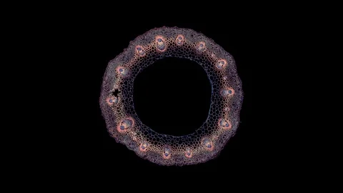 Plant stem - cross section cut microscope – microscopic cells botanic education Stock Footage 106266617