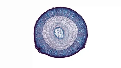 Plant stem - cross section cut microscope – microscopic cells botanic education Stock Footage 106267437