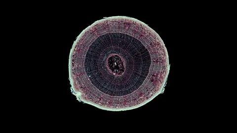 Plant stem - cross section cut microscope – microscopic cells botanic education Stock Footage 106267752