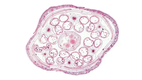 Plant stem - cross section cut microscope – microscopic cells botanic education Stock Footage 106268520