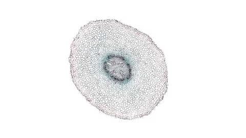 Plant stem - cross section cut microscope – microscopic cells botanic education Stock Footage 106269248