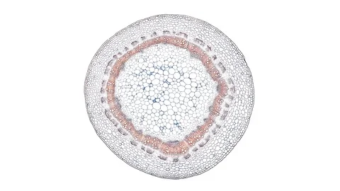 Plant stem - cross section cut microscope – microscopic cells botanic education Stock Footage 106270864