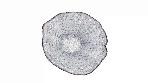 Plant stem - cross section cut microscope – microscopic cells botanic education Stock Footage 106272269