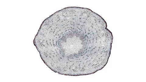 Plant stem - cross section cut microscope – microscopic cells botanic education Stock Footage 106272481