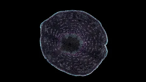 Plant stem - cross section cut microscope – microscopic cells botanic education Stock Footage 106272579