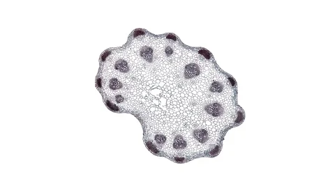 Plant stem - cross section cut microscope – microscopic cells botanic education Stock Footage 106272980