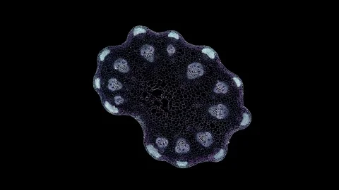 Plant stem - cross section cut microscope – microscopic cells botanic education Stock Footage 106273259