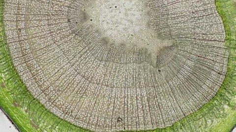 Plant stem - cross section cut microscope – microscopic cells botanic education Stock Footage 106278466